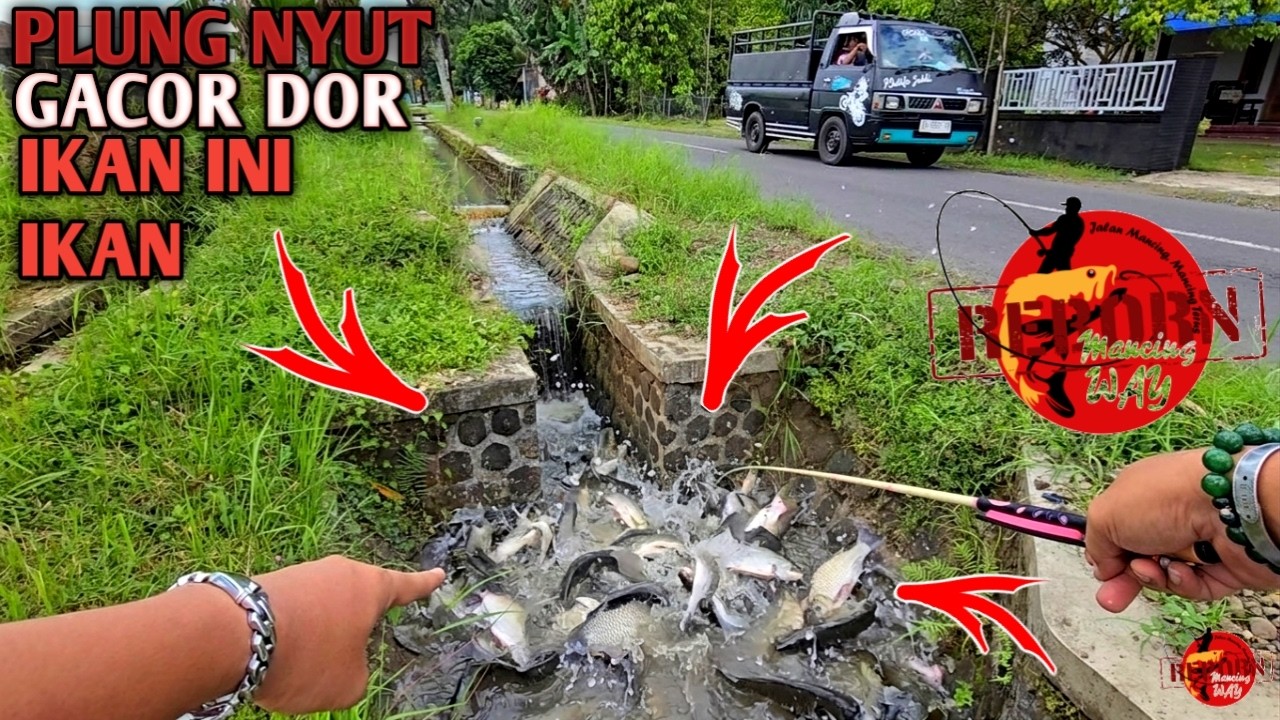 ASTAGA...!!! Dikira Tumpukan Sampah Selokan Tepi Jalan Ternyata Gerombolan Ikan Auto Panen Ikan