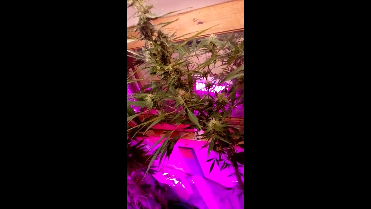 Indoor Grow Autowhite Widow