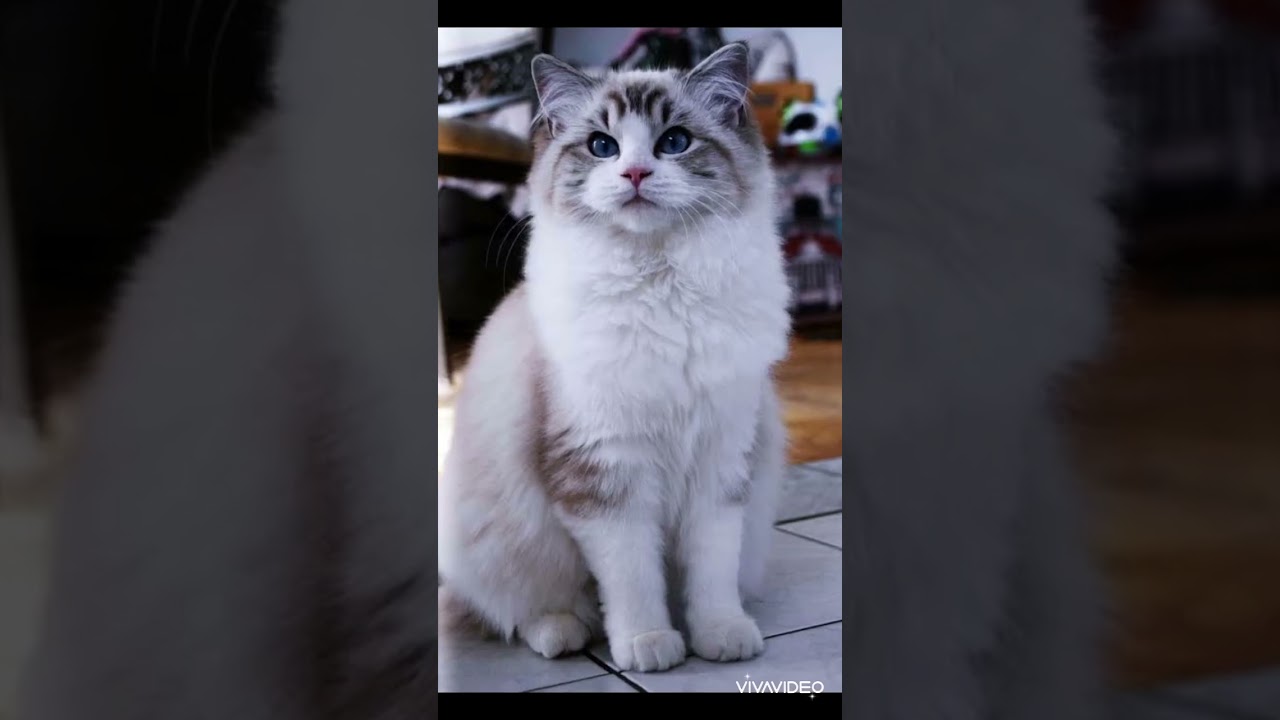 World most beautiful fluffy cats❤️🐱 please like share and subscribe ☺️🥰#cats#shorts