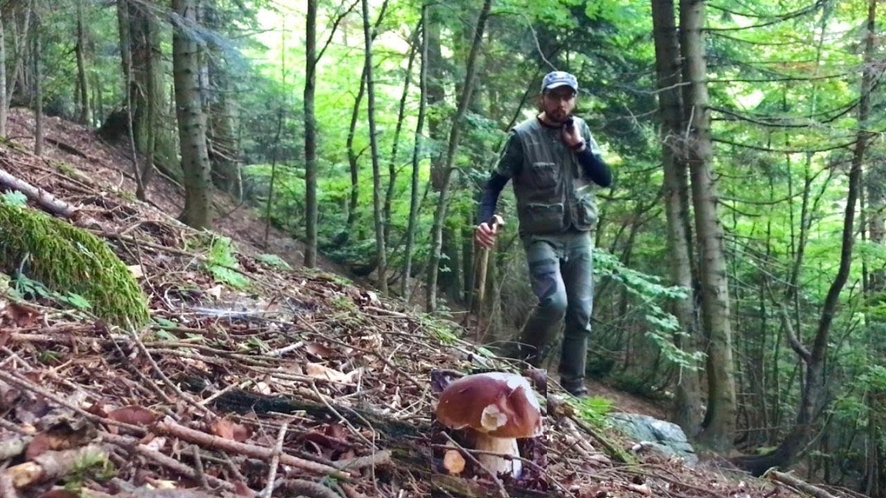 FUNGHI PORCINI 2021 -  MAI ARRENDERSI !!! [ SHORT ]