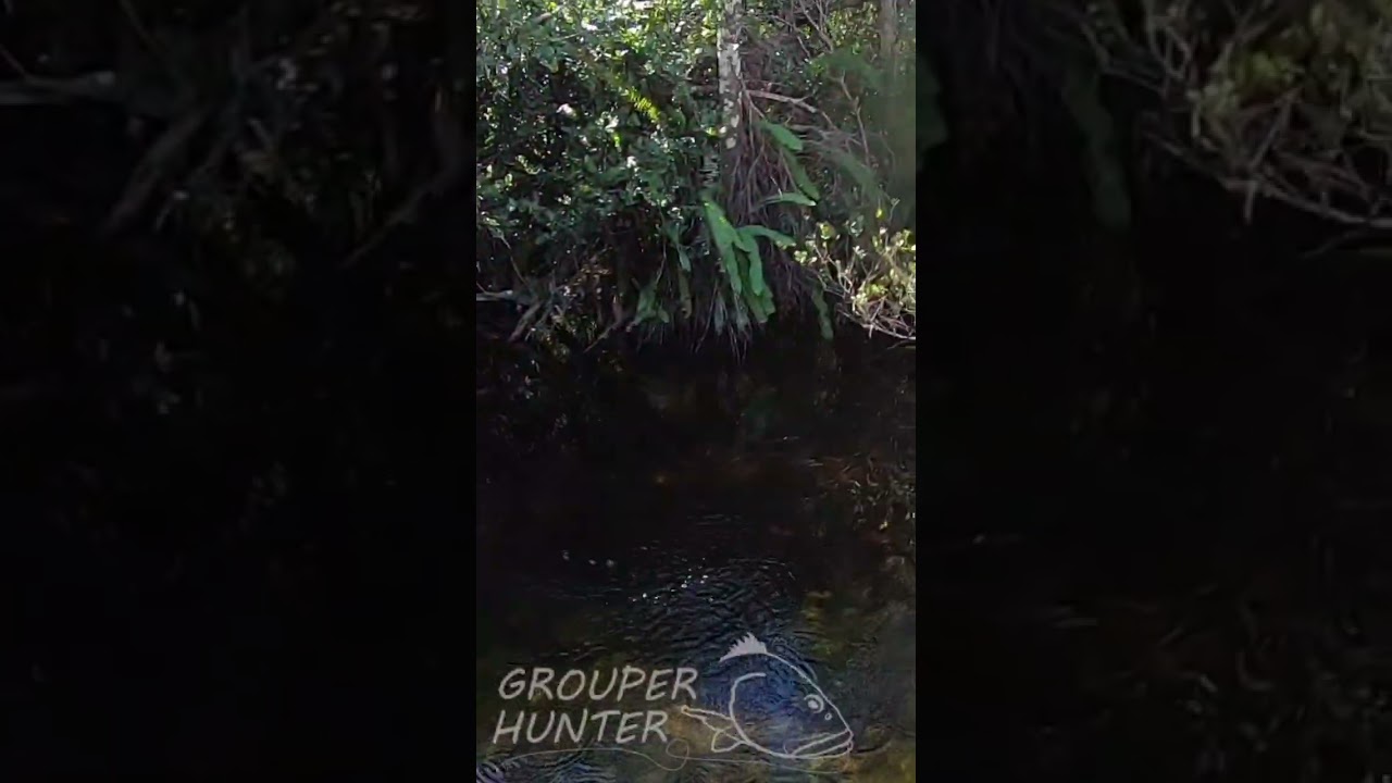 Easy Way To Catch Oscar Cichlids In The Florida Everglades