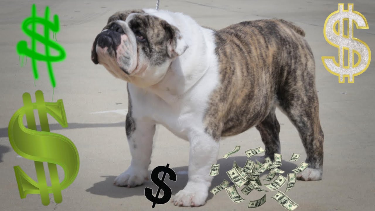 Por que son tan cara las MONTAS, BULLDOG ESTANDA Parte#1