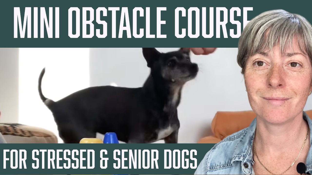 Mini Home Obstacle Course with Senior Dog D and Trainer Jen G. Pywell, CPDT-KA