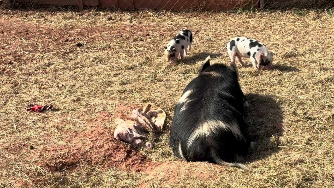 MY TOY!!@CountrysideCritters2025 #funnypig #homesteading #cute 