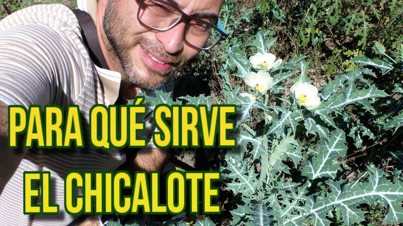 Para qué sirve el chicalote