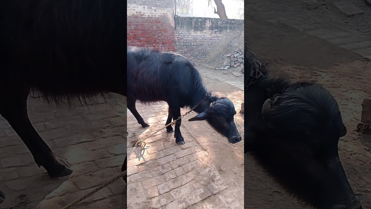 मिठाई देख कै राल टपक गई 