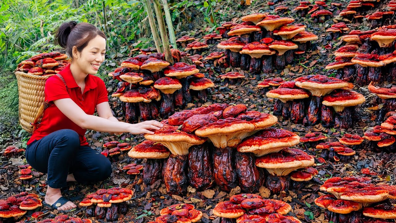 Harvesting Wild Horseshoe Mushrooms for Extra Income | Caring for Livestock on a Traditional Farm