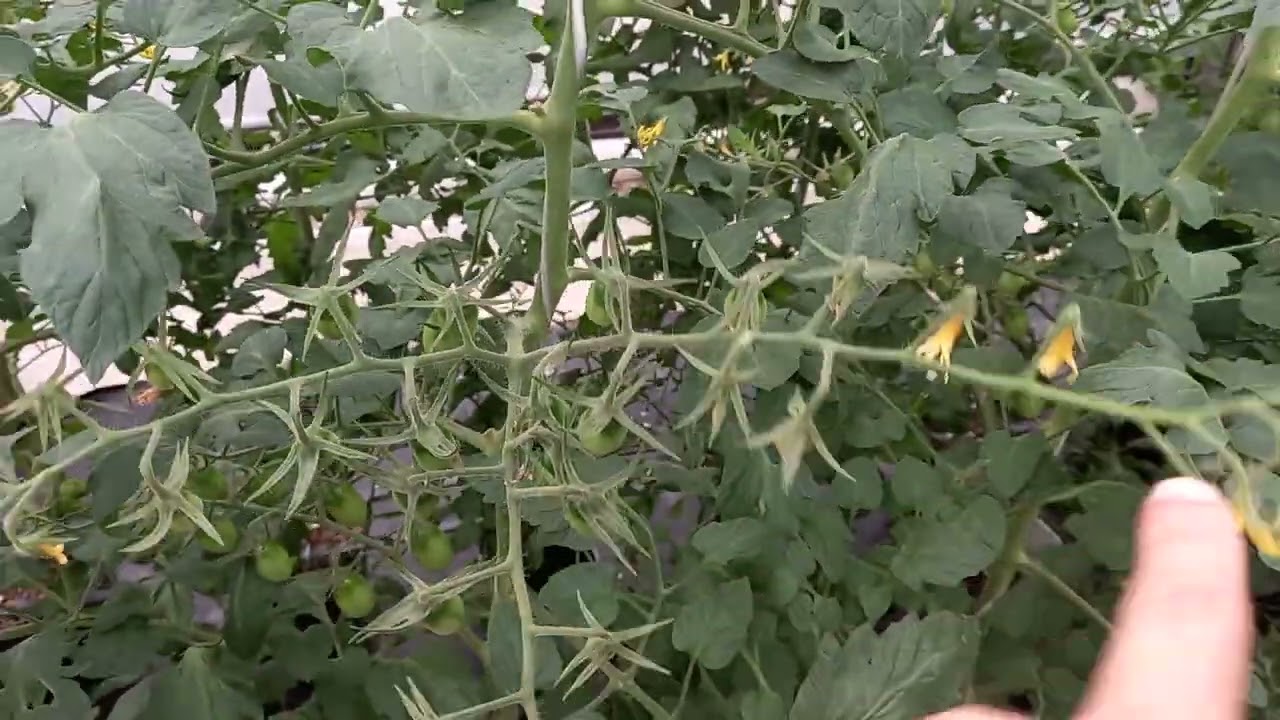Aduba&ccedil;ao para tomate cereja em vasos