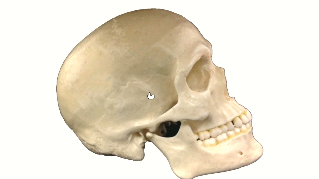 Axial Skeleton Lab Recording