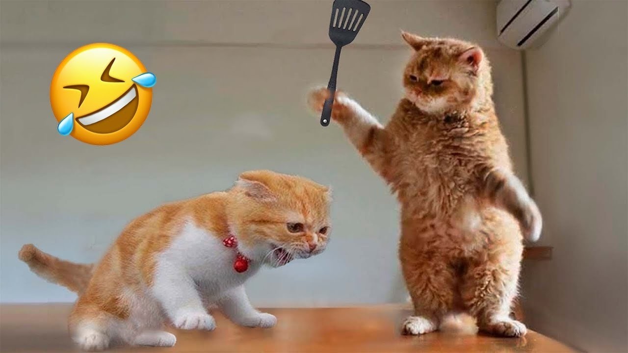 Try Not To Laugh 🪐 Funniest Cats & Dogs 😻 Funny Animals