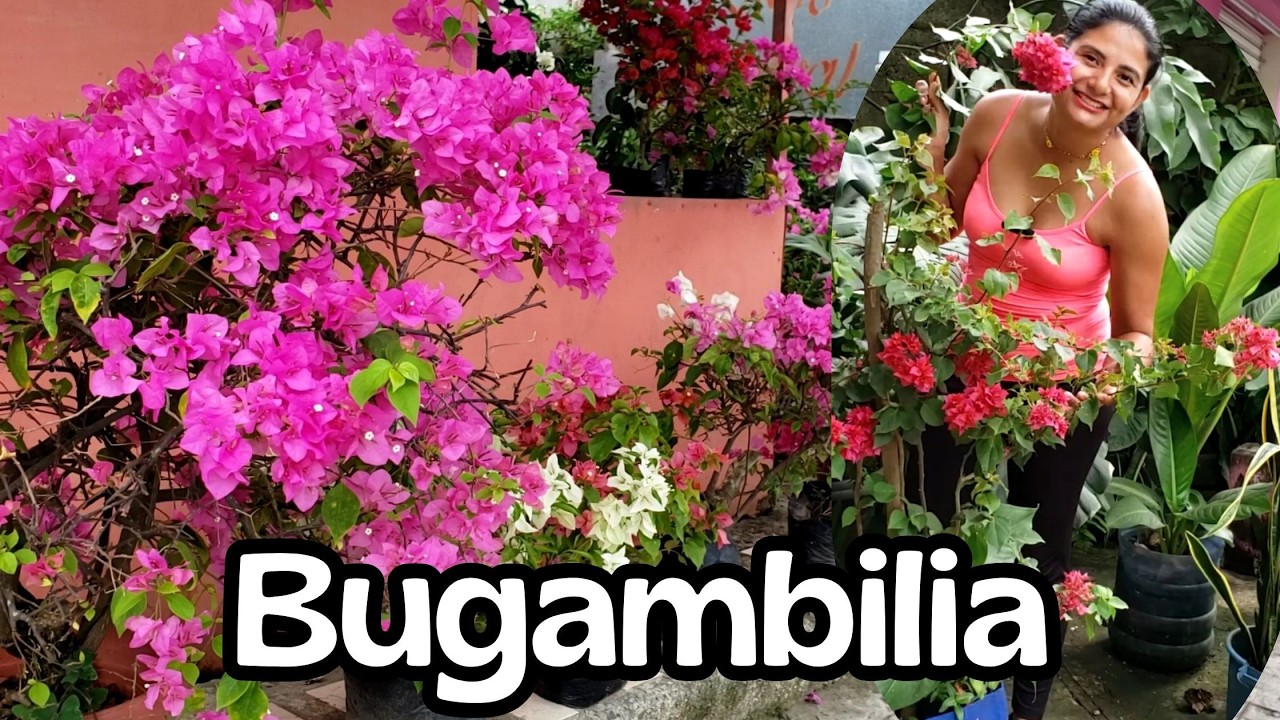 Veraneras sin flores? 5 Razones por la cual no te florecen