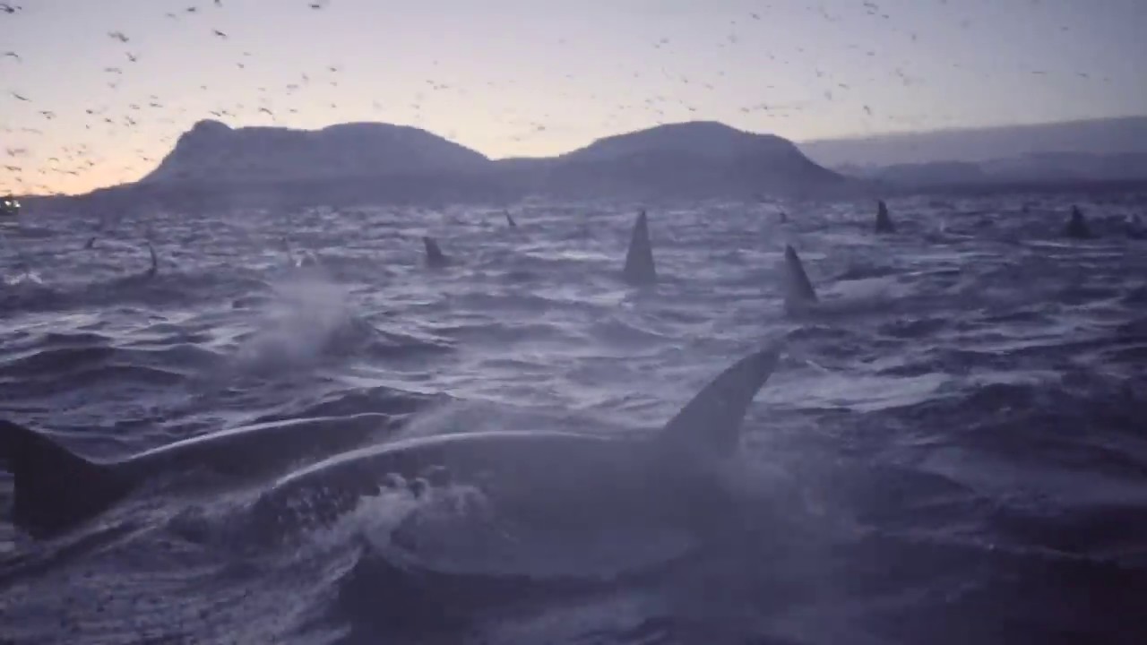 Orcas in Norway - Biggest gathering of killer whales ever filmed