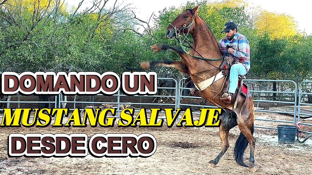 COMPRE UN MUSTAN SALVAJE para DOMARLO Asi va el Proceso 