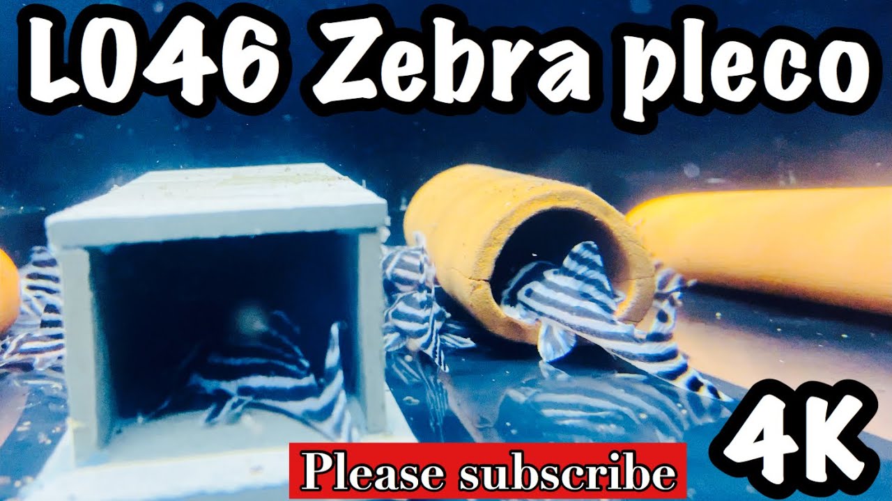 L046 HYPANCISTRUS ZEBRA PLECO 4K VIDEO
