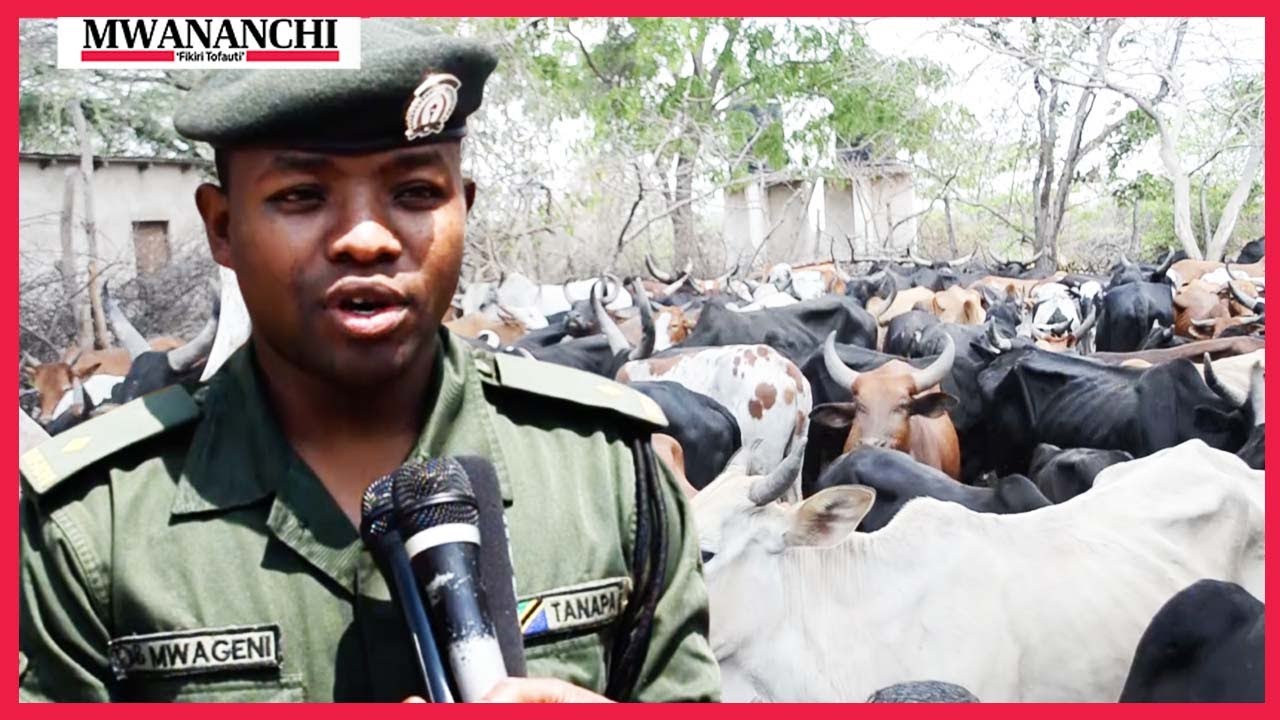 Tanapa yakamata ng'ombe 300 bonde la Usangu usiku wa mananee