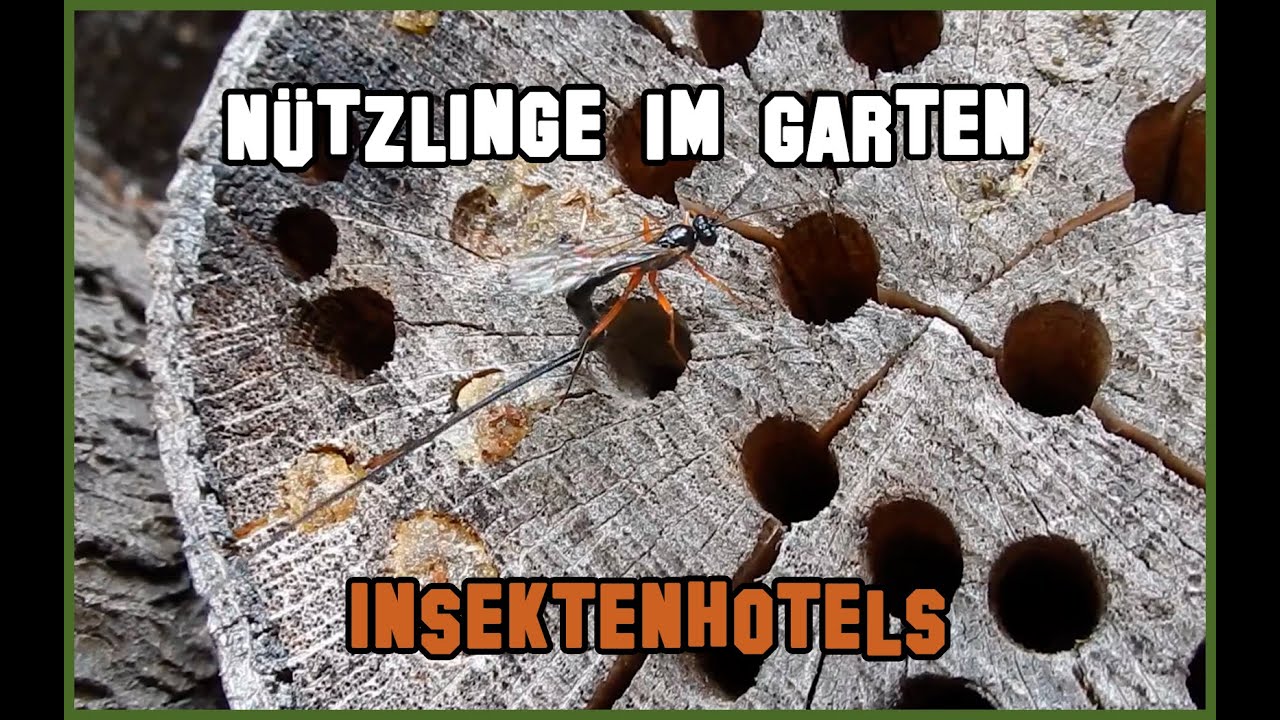 N&uuml;tzlinge im Garten f&ouml;rdern - Insektenhotels