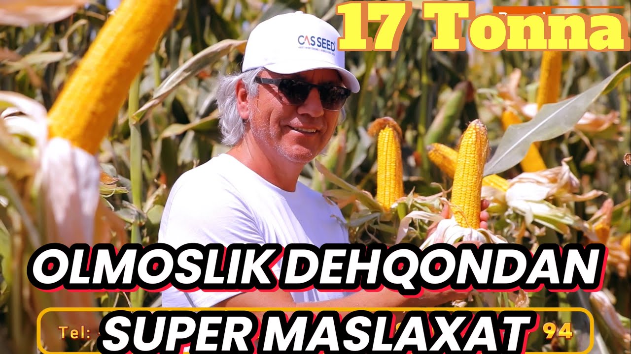 Cas Seed firmasining 16-18 tonna xosil beradigan Makkajuxori uruglari Rasmiy Diller Manzil: Toshkent