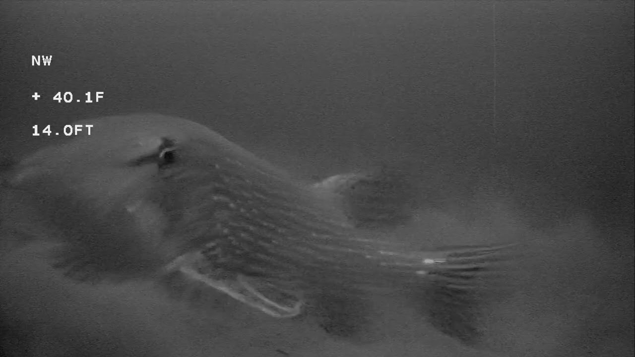 Crazy Underwater Camera Pike Footage