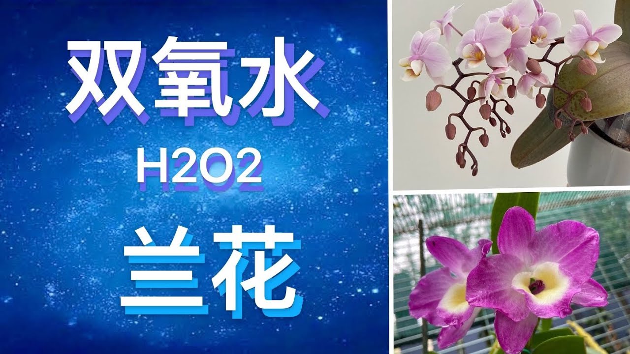 【20093】兰花与双氧水，双氧水用途？ Orchid and Hydrogen peroxide  // 静姐说花294