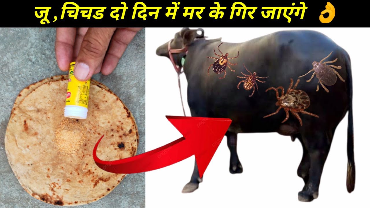 गाय भैंस के लगने वाले जू,चिचड,क्लिन मरकर सूखकर दो दिन में गिर जाएंगे || Cow buffalo tics treatment