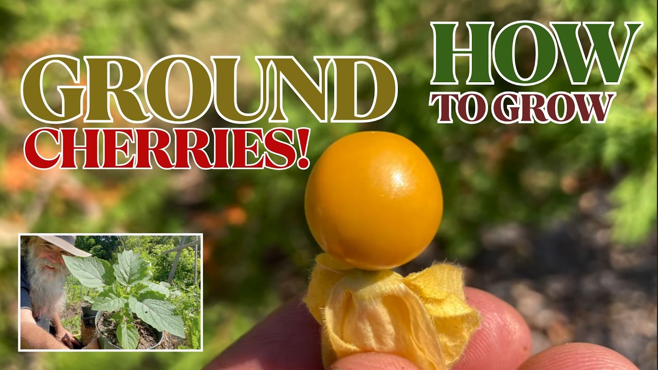 GROUND CHERRIES! HOW TO GROW! ABUNDANT FRUIT You Grow Like a Vegetable! Plant Once Harvest Forever!
