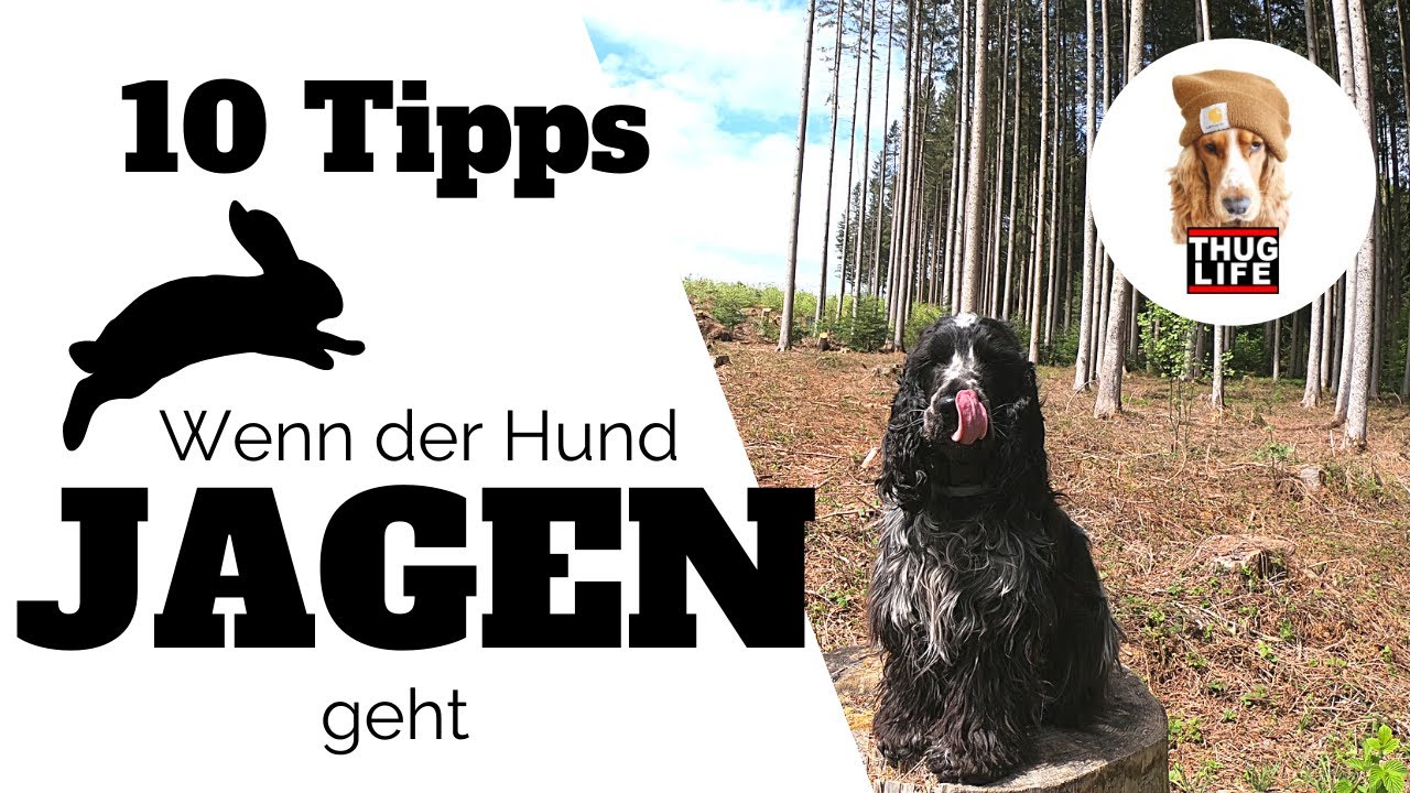 10 Tipps - Hilfe, mein Hund geht jagen!