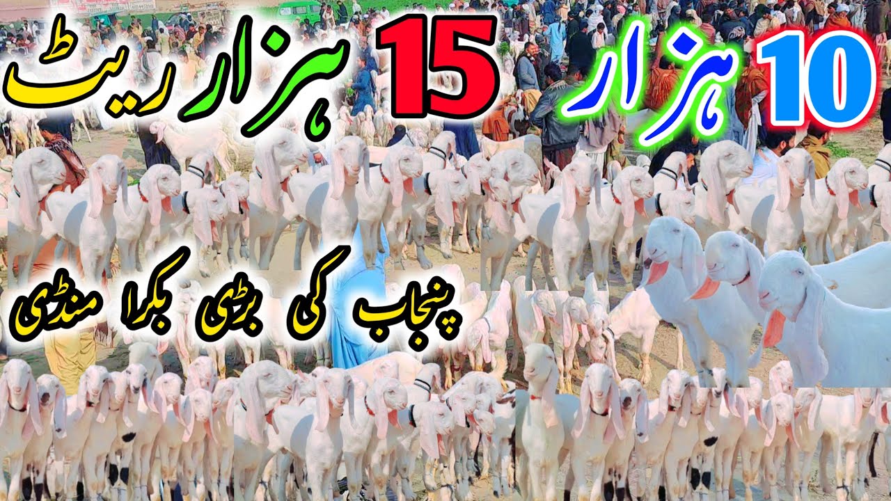 14 February 2026 | پنجاب کی بڑی بکرا منڈی 10 ہزار والے بکرے | لاکھوں والے جانور صرف چند پیسوں میں 