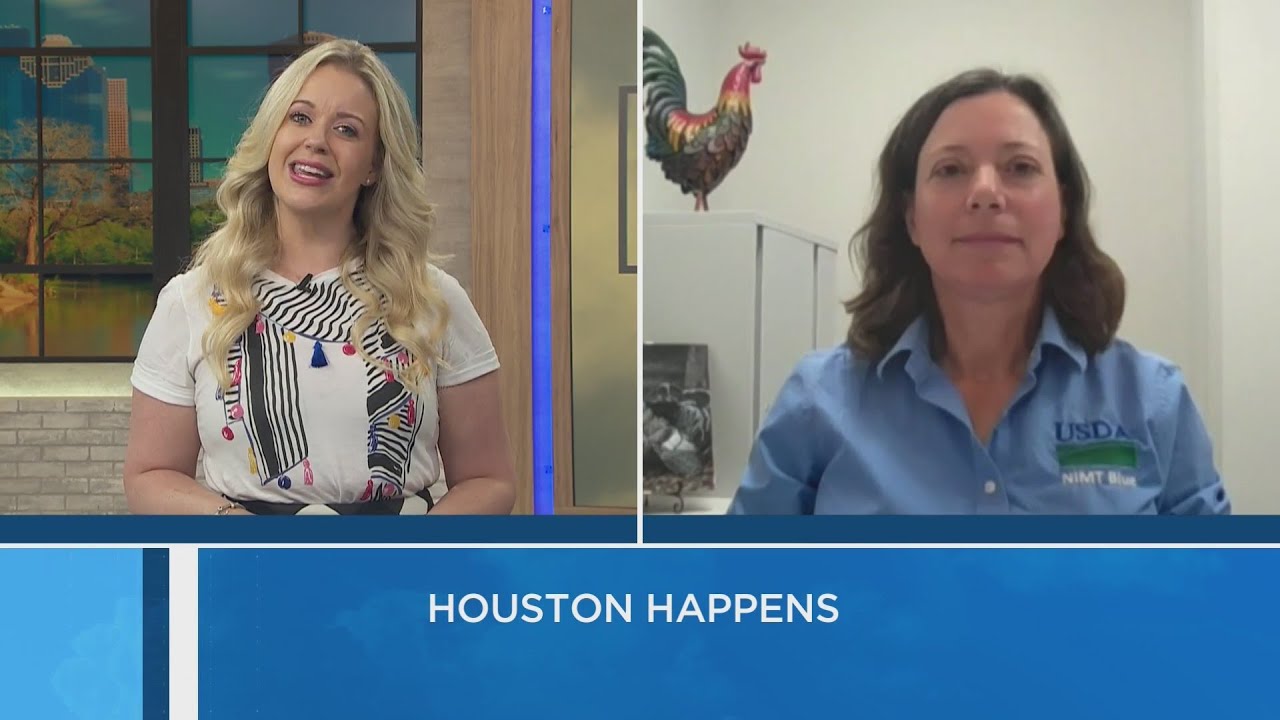 How to Keep Your Chickens Safe form the Bird Flu