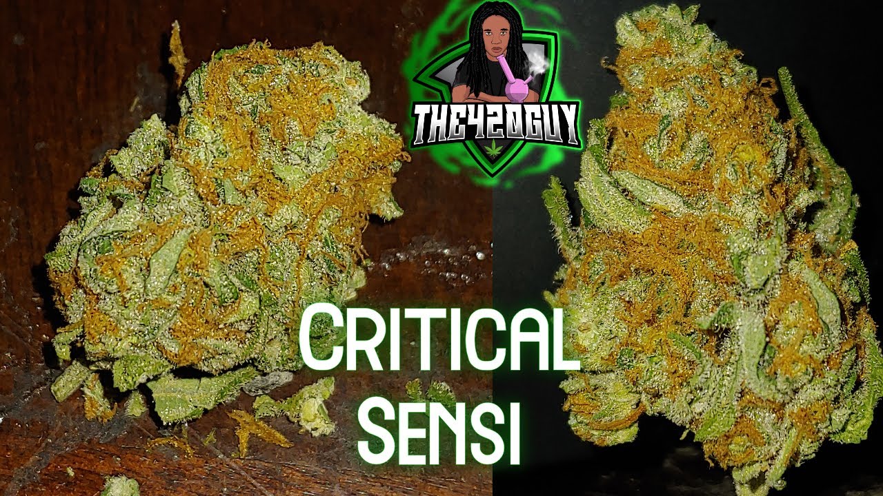 Critical Sensi Star - Osage Creek Cultivation - Medical Marijuana Review (THE420GUY)