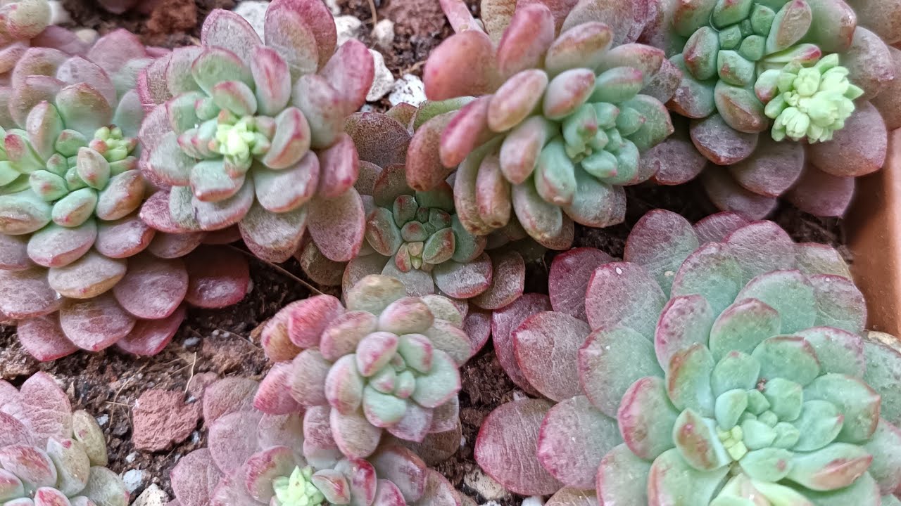 Sukulent turu❤ #sukulent #sukulentsatışı #succulent #çiçek #bitkibakımı #flower #plants #garden 