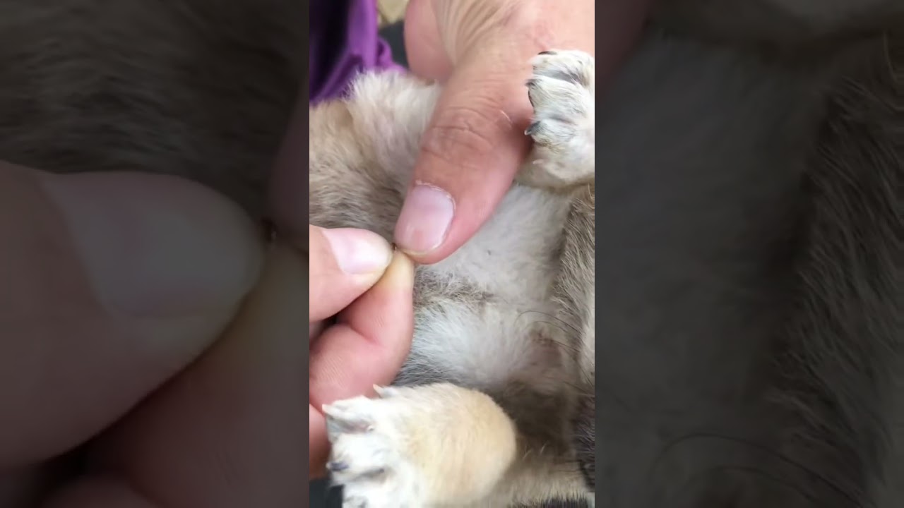 Removing Ticks and Fleas from My Dog | Satisfying & Educational”