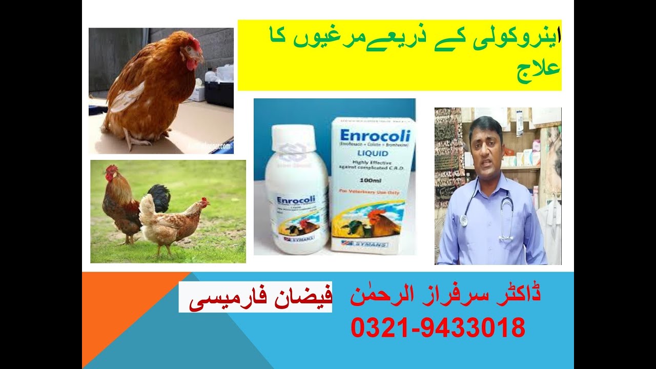 Enrocoli # Treatment of hens # Dr. Sarfraz-ur-Rahman # 0321-9433018
