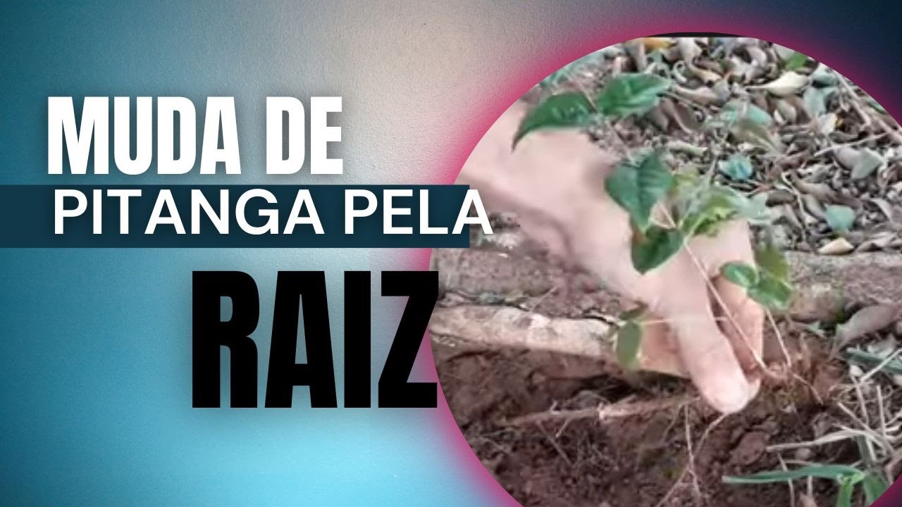 Faça Mudas de Pitanga Pela Raiz - 05/09/2022