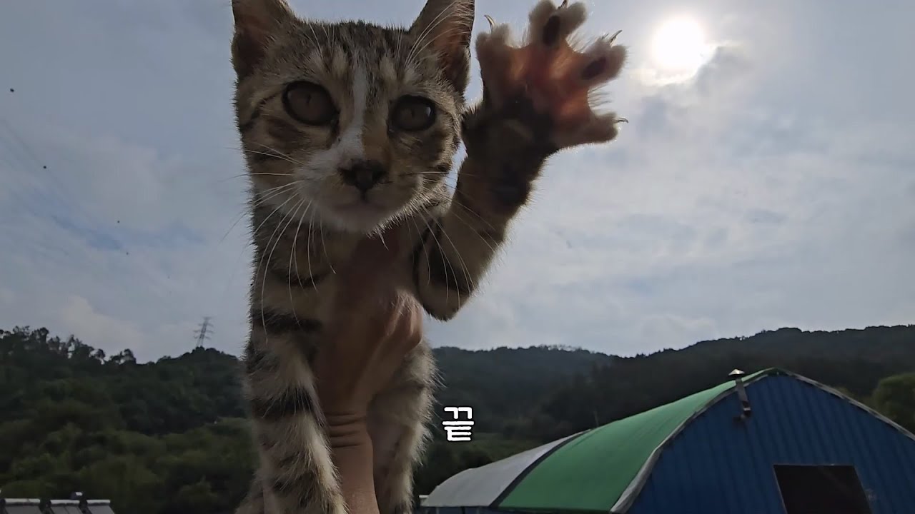 알짱대던 놈의 정체를 알았다