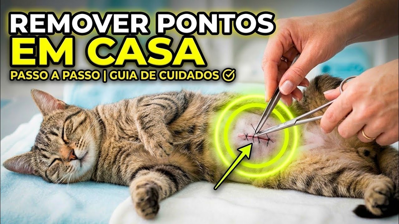 Como RETIRAR os pontos da CASTRAÇÃO das gatas - Gatil Hauser