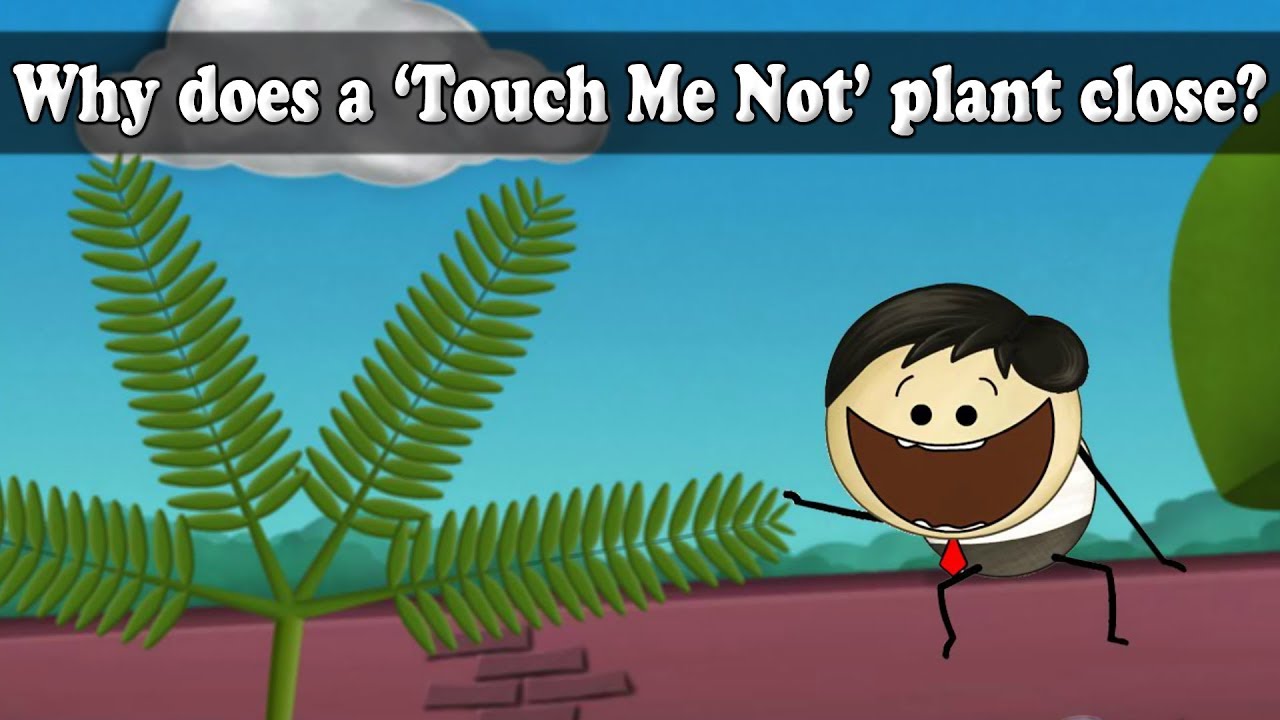 Turgor Pressure - Why does a Touch Me Not plant close? | #aumsum #kids #science #education #children