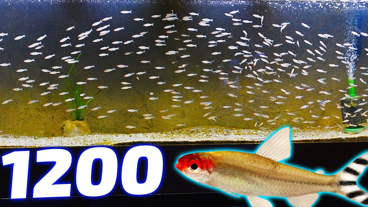 What Happened to My 1200 Rummynose Tetras?