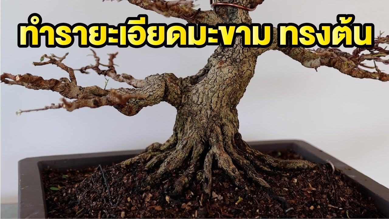 Bonsai Station [Workshop Station] EP.60 ทำรายละเอียด มะขามทรงต้น