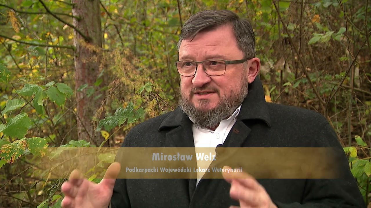 Jak żubr powrócił w Bieszczady?