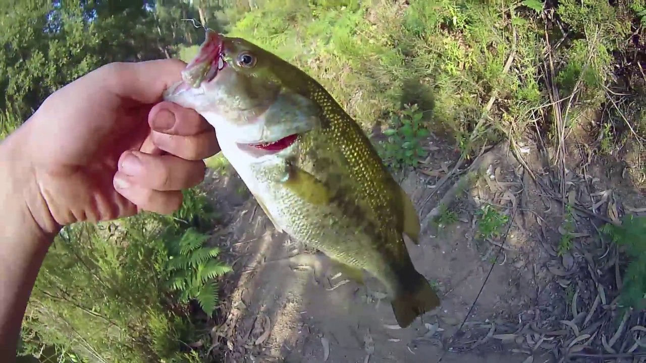 Pesca ao Achigã - Barragem do Carril