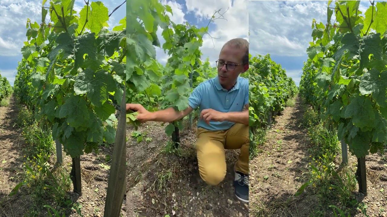 Introduction of the second terroir of Château Fourcas Hosten, on soil of Graves Pyrénéennes