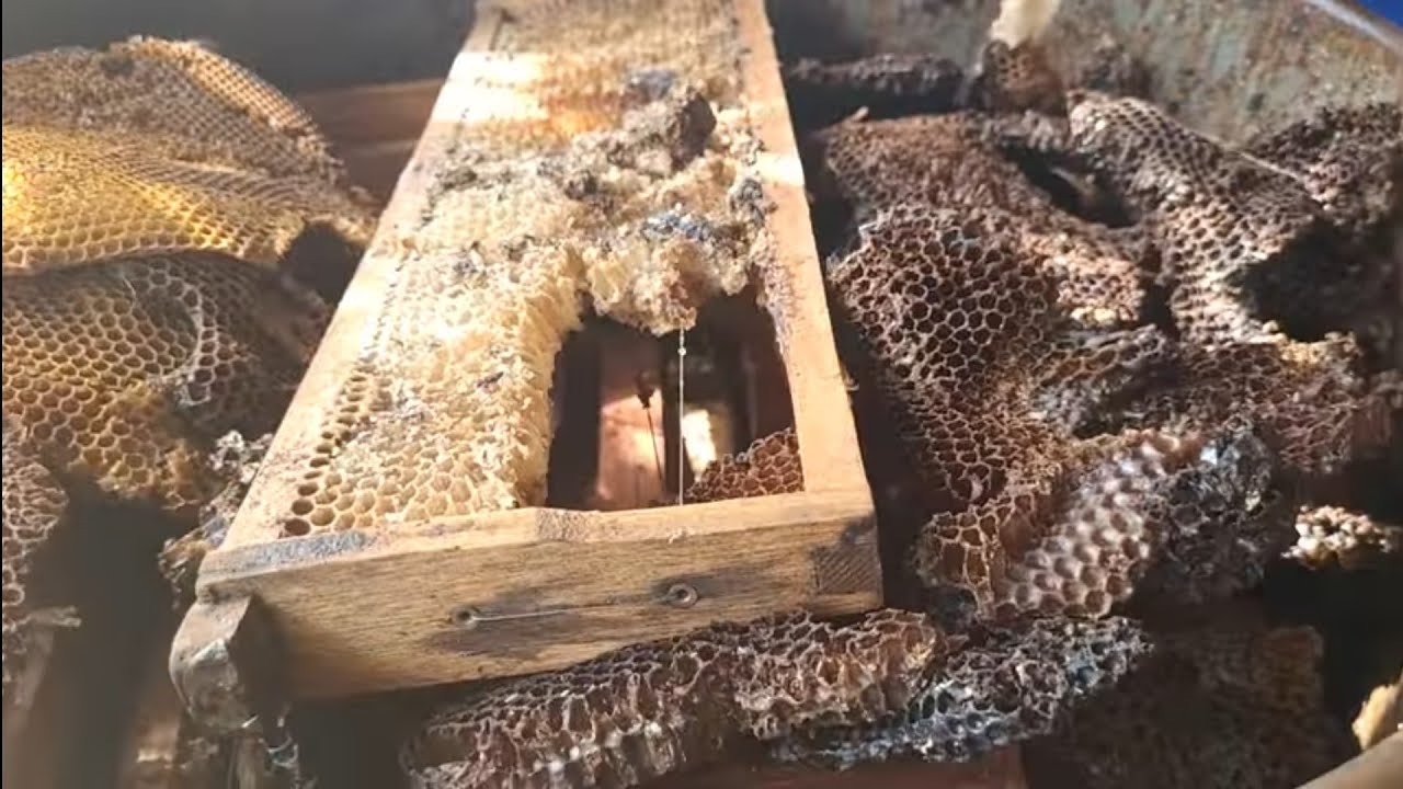 Derretendo CERA de ABELHA apis no TAMBOR 🐝