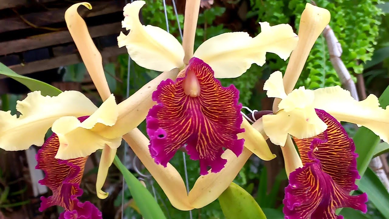 Cattleya Dowiana Aurea Uma RARIDADE em meu orquidário🌼🌼