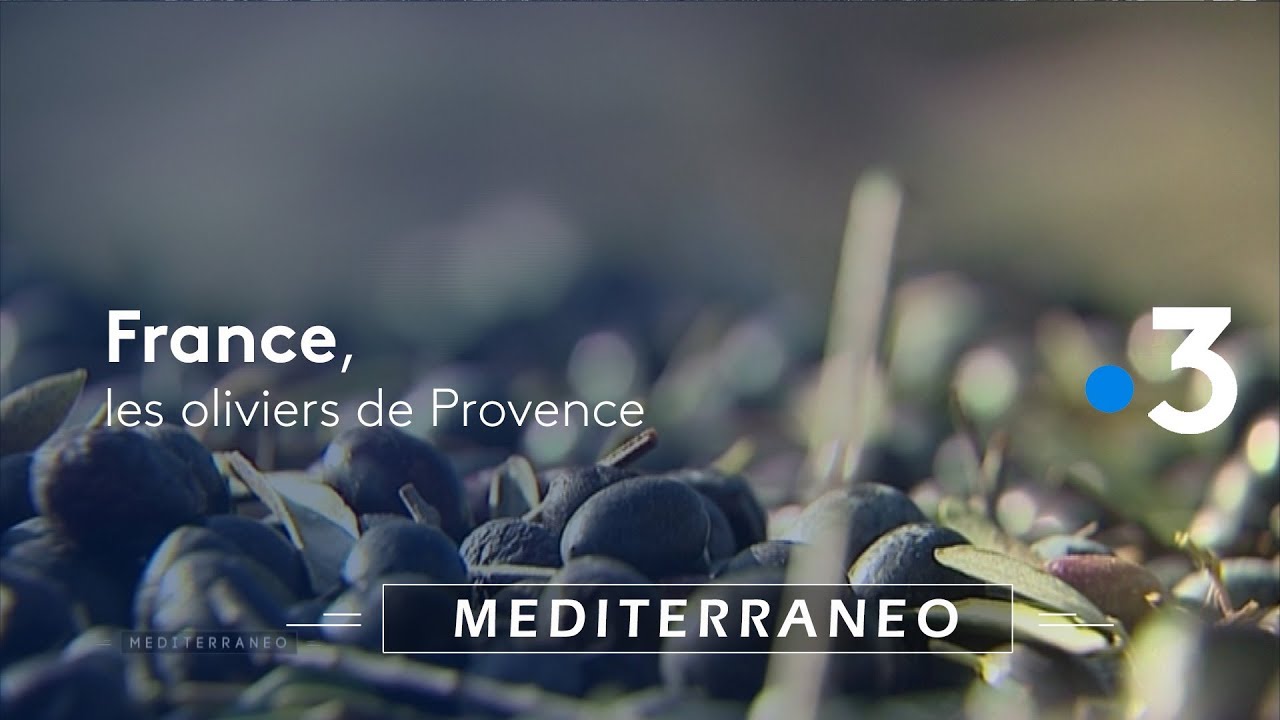 mediterraneo : La production d’huile d’olives en Provence !