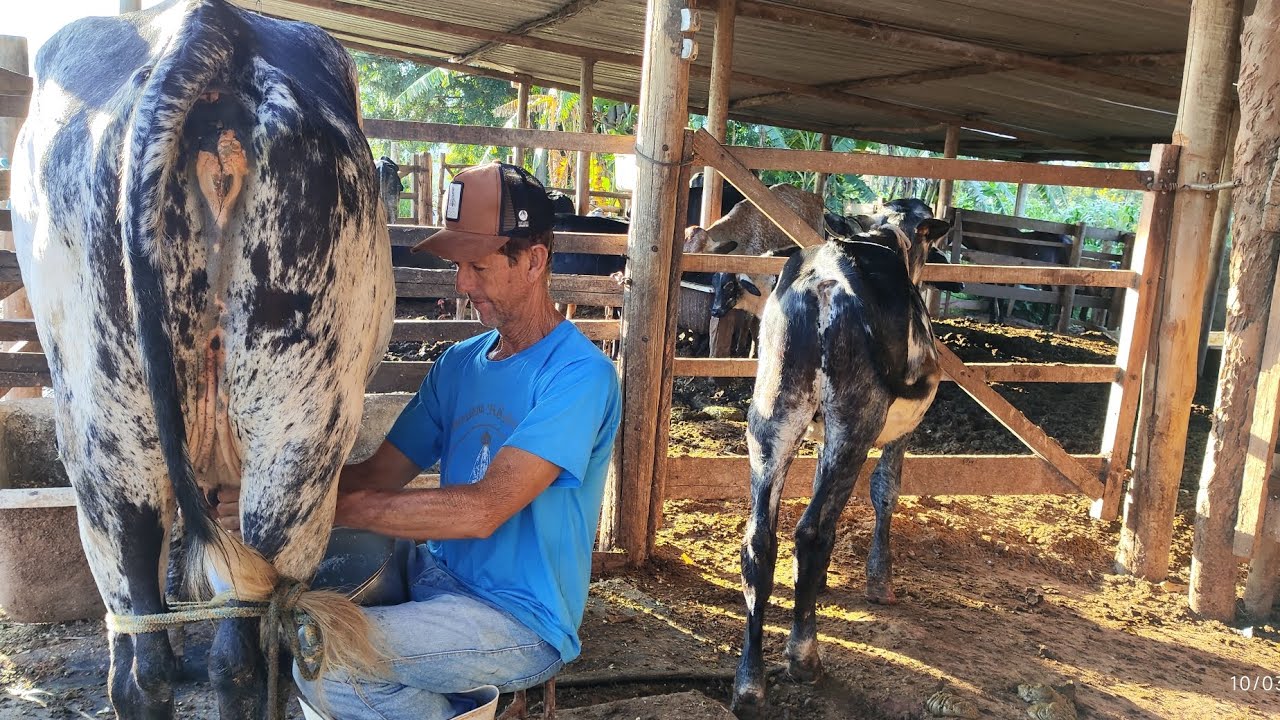 A VERDADEIRA VIDA NA FAZENDA – TIRANDO LEITE, TRATANDO PORCOS E TOCANDO GADO!