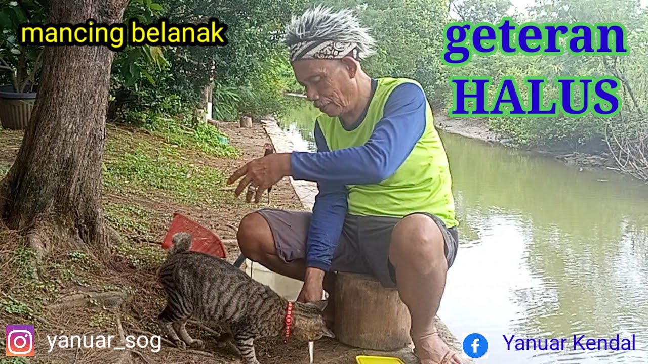MANCING BELANAK GETERAN HALUS