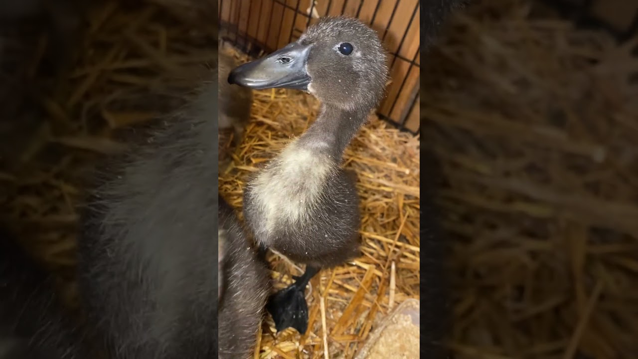 Ducks 🦆💖 