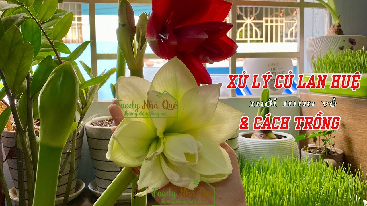 XỬ LÝ CỦ LAN HUỆ MỚI MUA VỀ - CÁCH TRỒNG LAN HUỆ KÉP