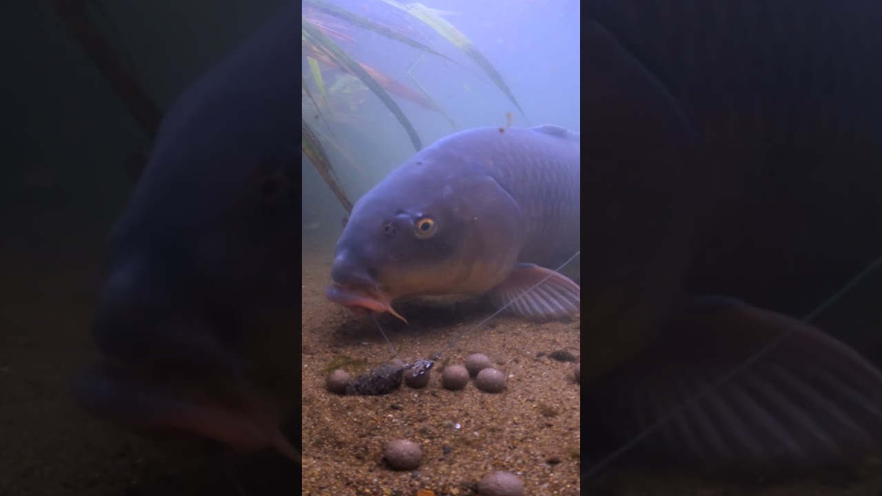Carp Takes the Bait!