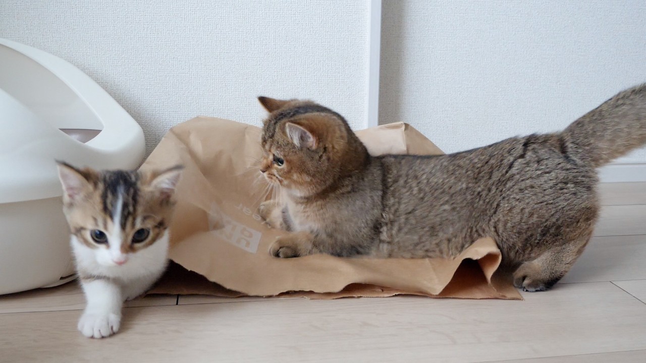 The retaliatory battle between Nico the kitten and Charo the cat continued.